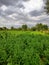 Field of guar or cyamopsis tetragonoloba