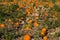 A field of halloween pumpkins in autumn