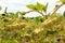 Field of hanging sunflowers near SebÃºlcor in Spain