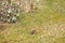 Field hare on a meadow in Germany