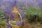 Field harvest of basket lavender