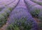 Field harvest of basket lavender