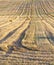 Field harvested wheat crop