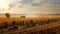 field harvesting corn