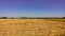 The field, after harvesting the rice to be sold to consumers, looks around, full of already harvested rice cobs Yellow in the heat