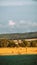 Field after harvesting wheat on a summer day at sunset. There is hay in the field, rolled into rolls