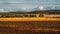 Field after harvesting wheat on a summer day at sunset. There is hay in the field, rolled into rolls