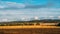 Field after harvesting wheat on a summer day at sunset. There is hay in the field, rolled into rolls