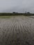 A field that has just been planted with rice seeds