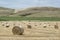 Field of Hay Bales