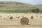 Field of Hay Bales