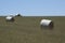 Field Hay Bales, Kings Beach, Fleurieu Peninsula, South Australia