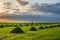 Field of hay I