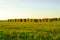 Field with hay stacks