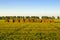 Field with hay stacks