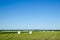 Field of haybales