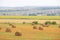 Field with haystacks. Russian open spaces. Dry grass twisted into stacks