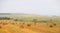 Field with haystacks. Russian open spaces. Dry grass twisted into stacks