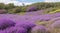 A field of heather in bloom, with butterflies fluttering around the tiny purple flowers