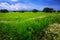 field with heavy clouds