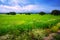 Field with heavy clouds