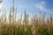 Field herbs spikelets on the sky background