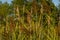 Field herbs at sunset before a wooded forest