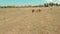 Field with herd of horses under blue sky first point view on sport fpv drone