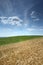 Field with hewed corn and clouds