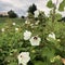 Field of Hibiscus blooms