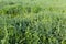 Field of high young grass covered with morning dew