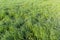 Field of high young grass covered with morning dew