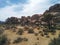 Field, hills, Joshua trees and sky