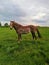 field horse sun nature sky sunset