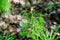 Field horsetail or common horsetail in Alaska