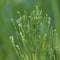 Field Horsetail in dew