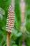 Field horsetail (Equisetum arvense) fertile stem close-up