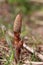 Field horsetail fertile stems