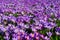 Field with hundreds of purple and lilac crocuses