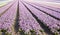 Field of hyacinths