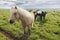 A field of Icelandic horses