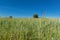 Field of Immature grain. Growing of agricultural crops. Farmland in the Czech Republic.