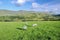 A Field in Ireland with Grazing Sheep