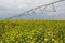Field irrigated by a pivot sprinkler system on flowering yellow
