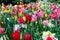 Field of Jord aximensis tulips, of different colors from the Liliaceae family