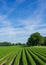 Field with juicy carrots in rows