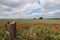 Field of Kentish Poppies