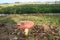 Field landscape mushroom