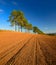 Field Landscape with Poplar Trees besides Plowed Field