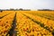 A field of large, beautiful, yellow tulips are blooming. Dutch tulips.